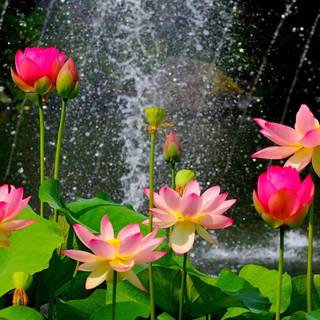 Water and flowers wallpaper
