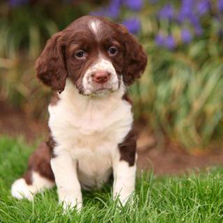 English Springer Spaniel wallpaper