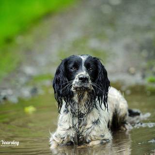 English Springer Spaniel wallpaper