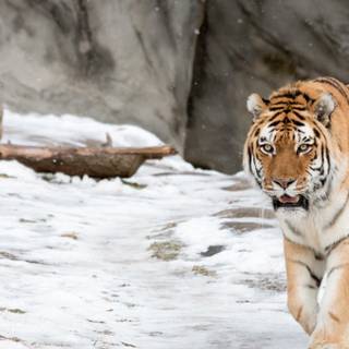 Snow tiger wallpaper