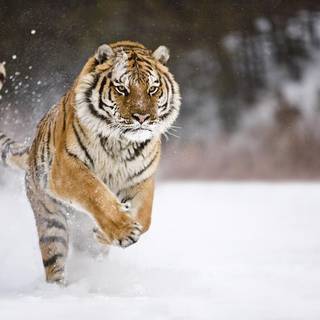 Snow tiger wallpaper