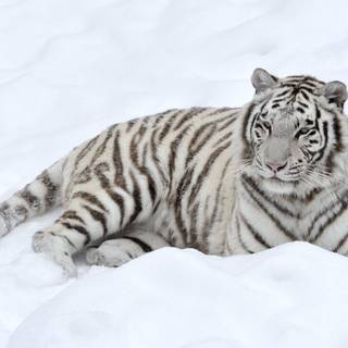 Snow tiger wallpaper