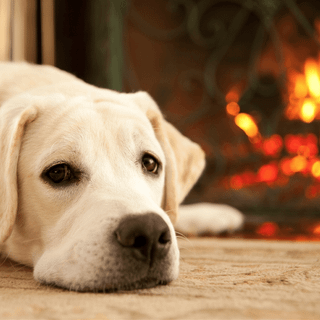 Dogs and owners wallpaper