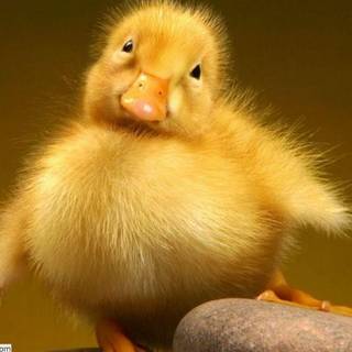 Baby ducklings wallpaper