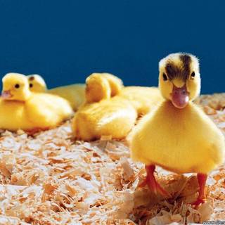 Baby ducklings wallpaper