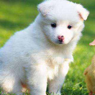 Baby ducklings wallpaper