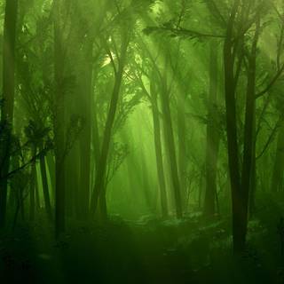 Forbidden forest wallpaper