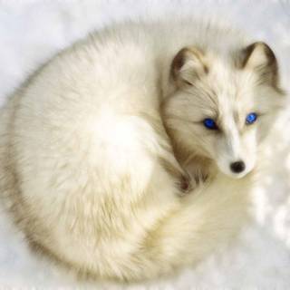 White fox wallpaper