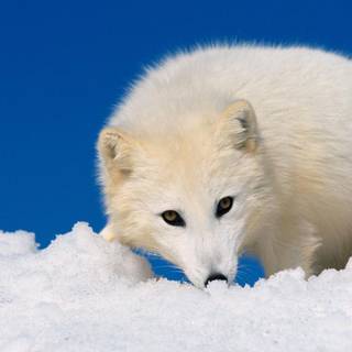 White fox wallpaper