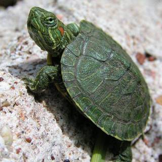 Baby turtle wallpaper
