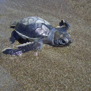 Baby turtle wallpaper