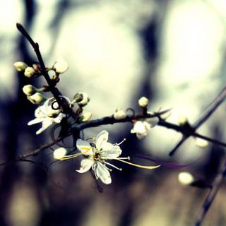 Winter flower wallpaper