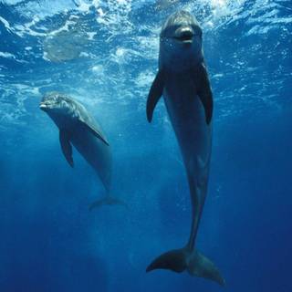 Dolphins animal wallpaper
