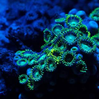 Corals wallpaper
