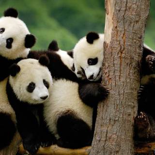 Panda bears wallpaper