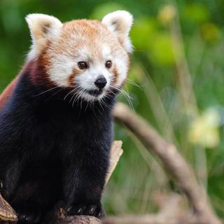 Panda bears wallpaper