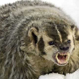 Badger wallpaper