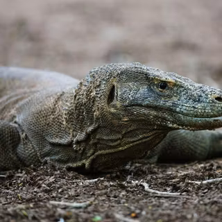 Komodo dragon wallpaper