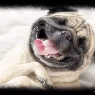 Pugs wallpaper
