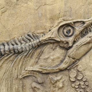 Fossil wallpaper