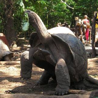 Galapagos Islands tortoises wallpaper