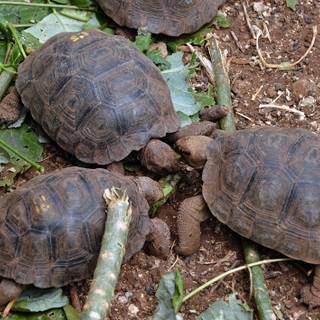 Galapagos Islands tortoises wallpaper