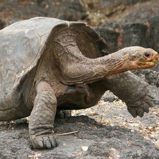 Galapagos Islands tortoises wallpaper