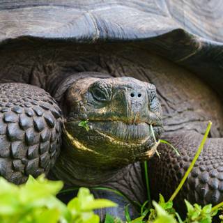 Galapagos Islands tortoises wallpaper