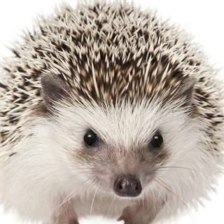 Hedgehogs wallpaper