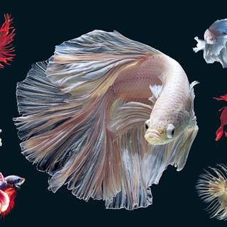 Siamese fighting fish wallpaper