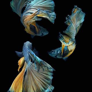 Siamese fighting fish wallpaper