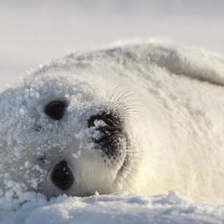 Baby animal seals wallpaper