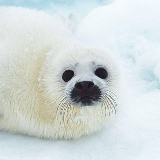 Baby animal seals wallpaper
