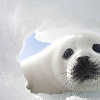 Baby animal seals wallpaper