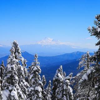 Snowy nature wallpaper