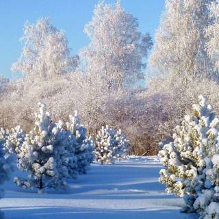 Snowy nature wallpaper