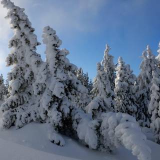 Snowy nature wallpaper