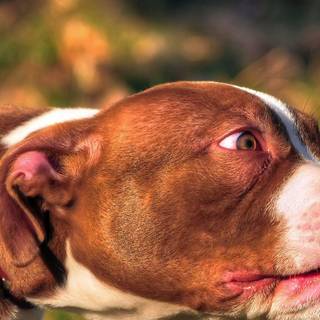 American Bully wallpaper