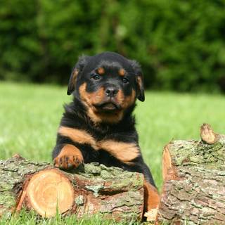 American Bully wallpaper