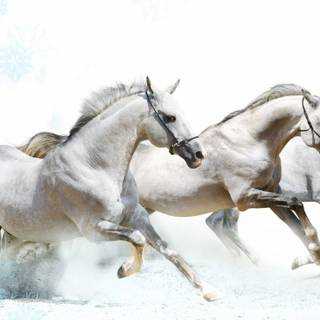 White horses wallpaper