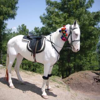 White horses wallpaper