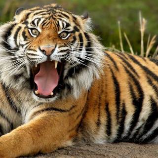 Angry tiger eyes wallpaper