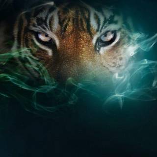 Angry tiger eyes wallpaper