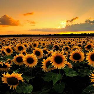 Field of sunflowers wallpaper