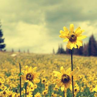 Field of sunflowers wallpaper