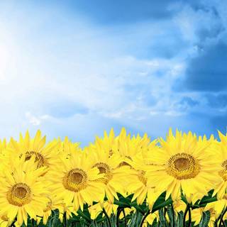 Field of sunflowers wallpaper
