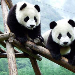 Wallpaper panda