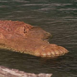 Deinosuchus wallpaper