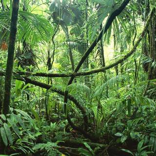 Rainforests wallpaper