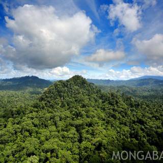 Rainforests wallpaper